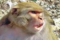 Monkey Menace Grips Sonkh, Residents Demand Immediate Action