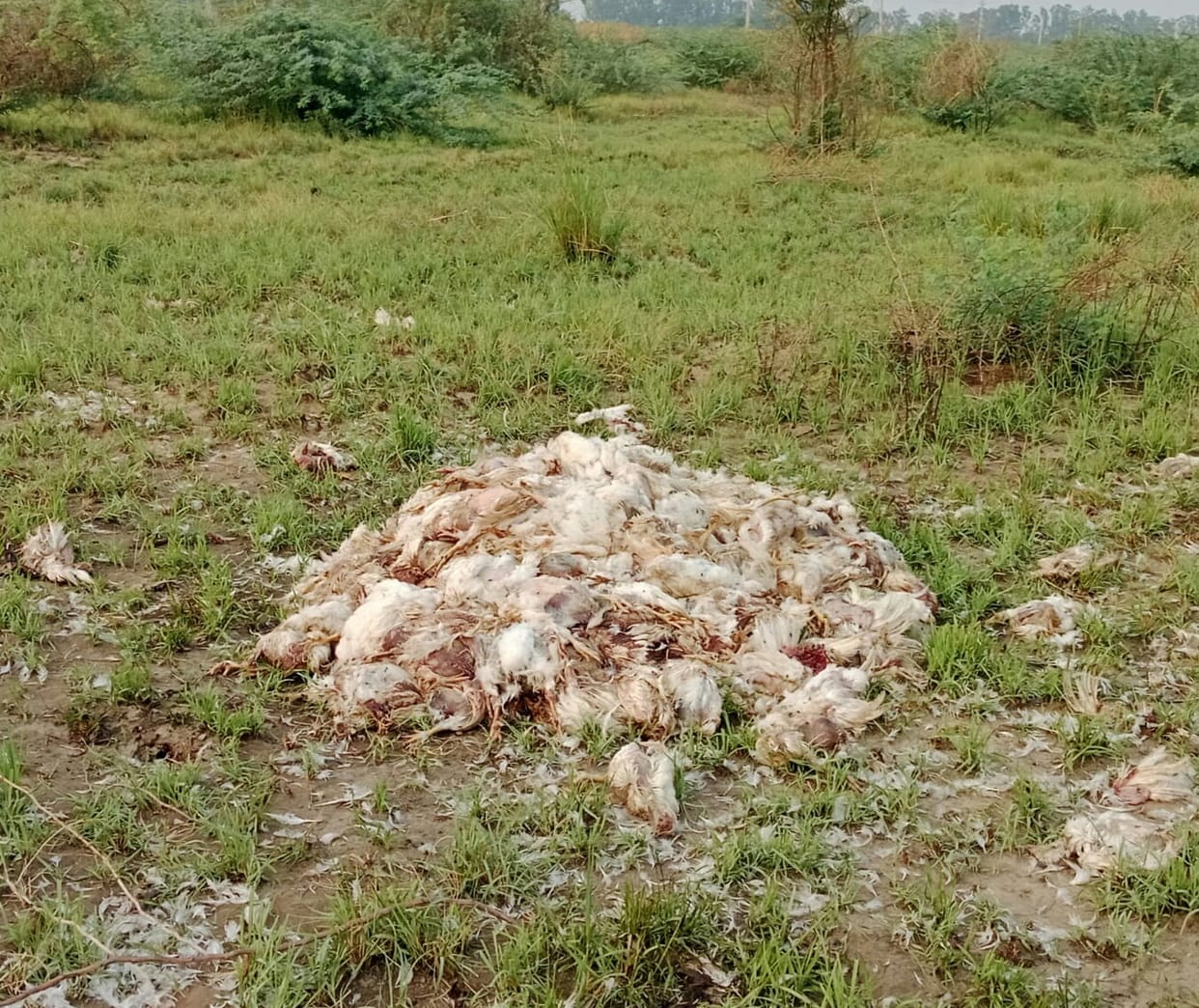 Dead chicks being dumped on common land in Bandh village; fear of disease outbreak.