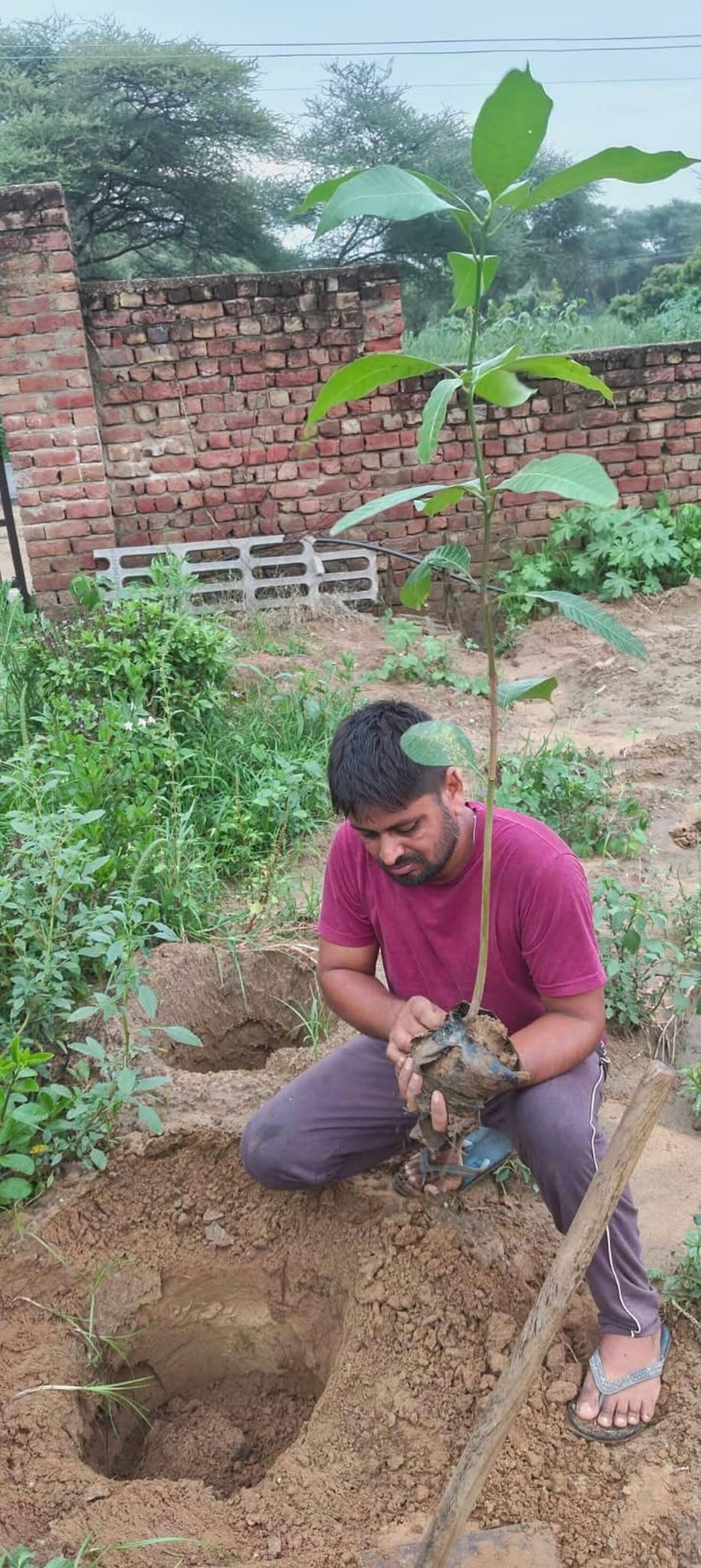 Growing seedling mangoes from stones: An effort to conserve biodiversity in Rambas.