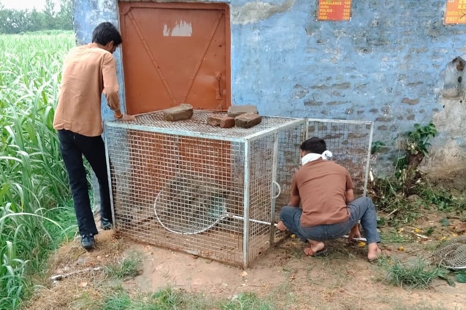Pitbull found tied at a farmer's tubewell; preparations underway to send it to Delhi
