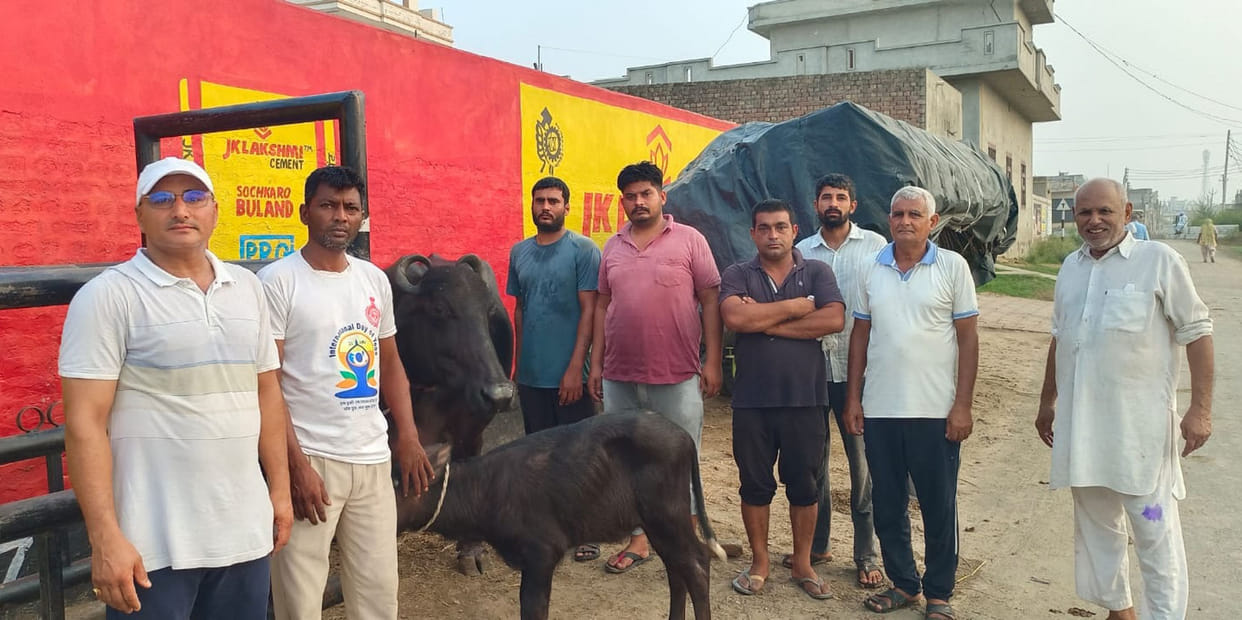 A Murrah buffalo secured the first position by producing 25.006 kg of milk per day.