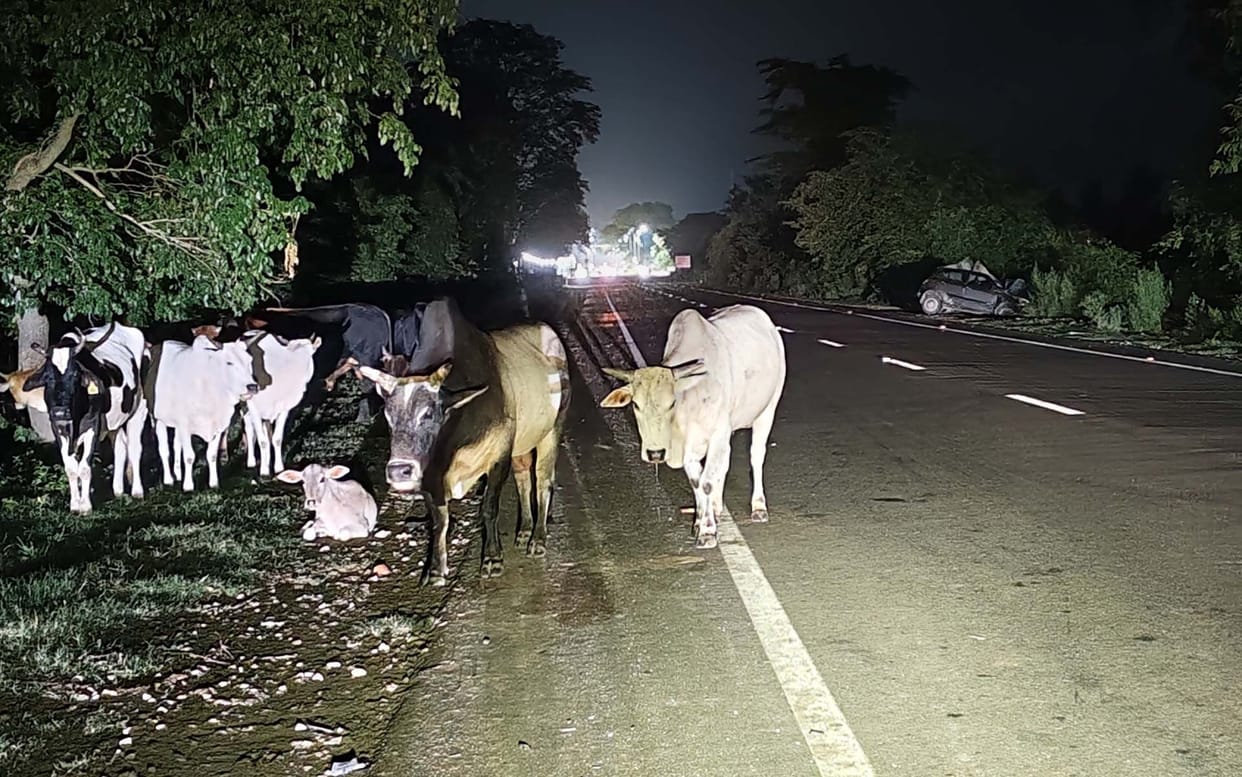 Campaign launched following youth's death; only 20 animals captured.