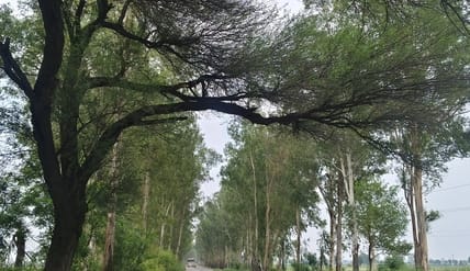 Leaning tree on Pundri Road causes accidents; commuters alarmed.