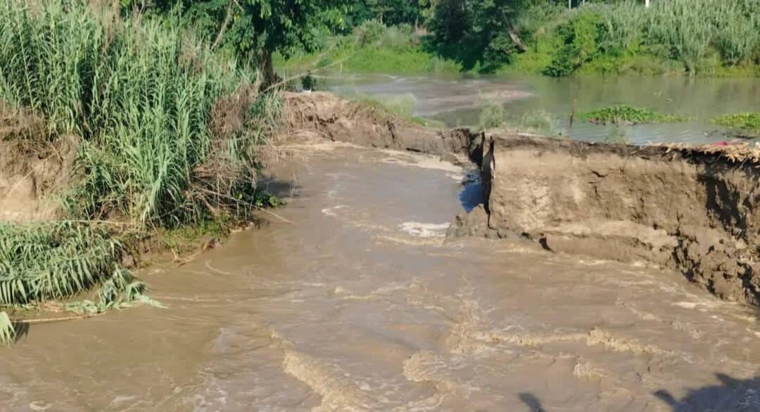 Canal breach floods fields; transplantation affected.
