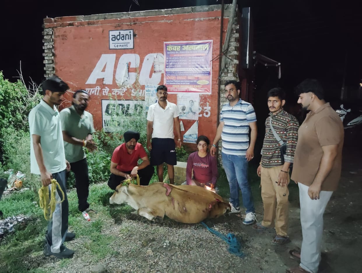 Cow injured in collision with unidentified vehicle, reached cowshed