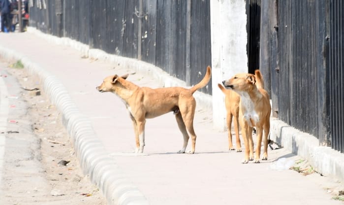 Kanpur Driver sleeping under truck attacked by dog mauled and left bloodied