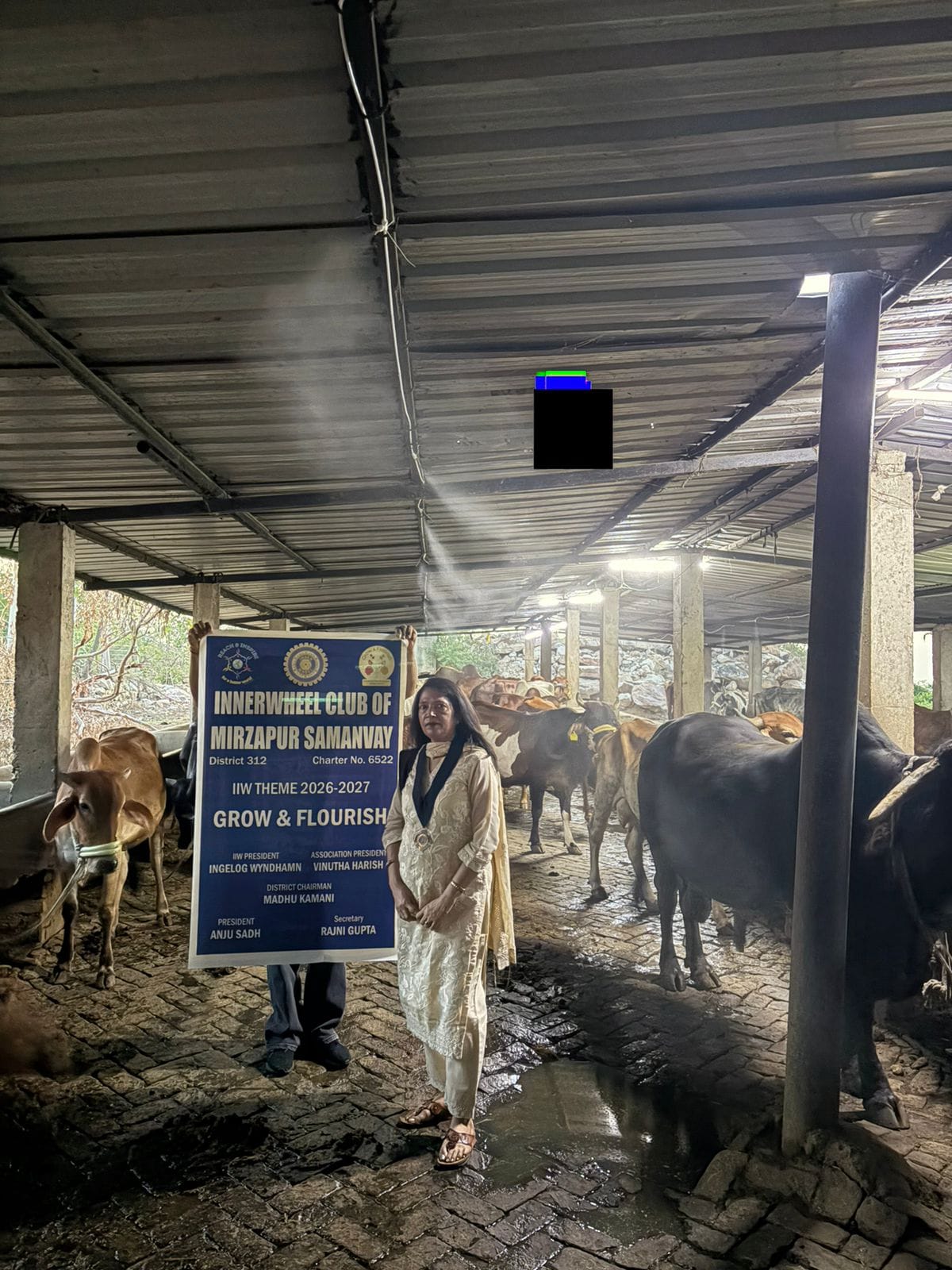 Foggers installed in the cowshed to provide relief from the heat.