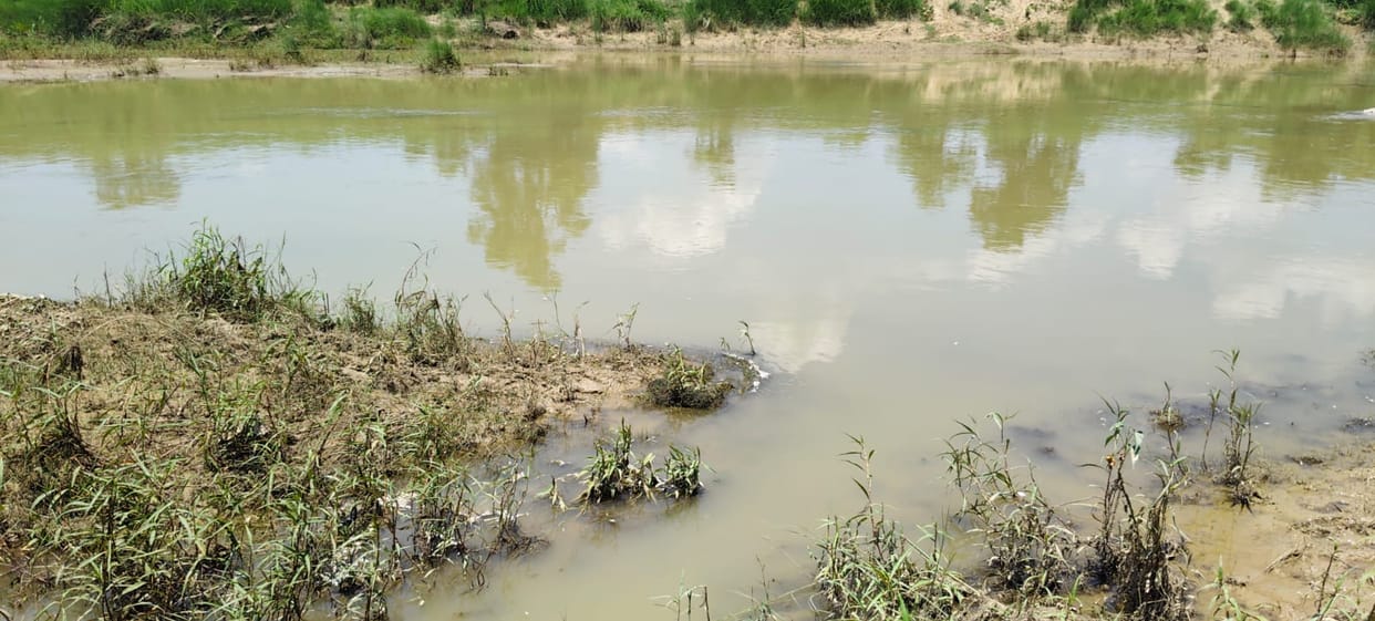 Thousands of dead fish found floating in the Rohini River.