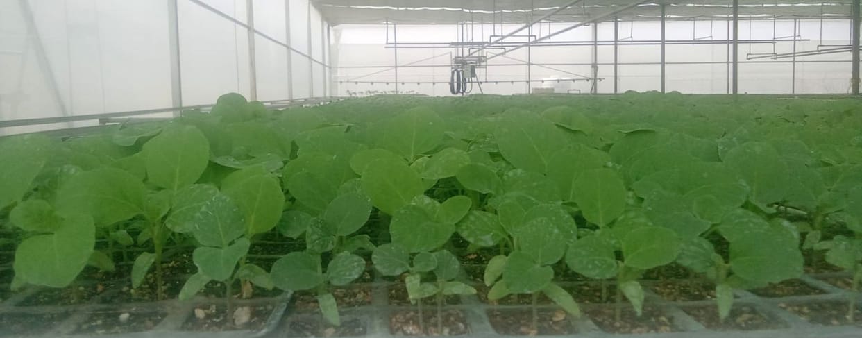 One lakh vegetable seedlings prepared in a high-tech nursery.