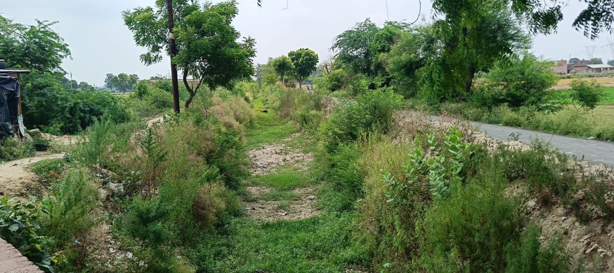 Canals have run dry; paddy transplantation is being done using submersible pumps.