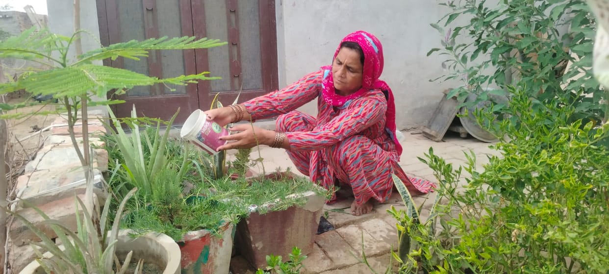 Kamlesh of Doomarkha Kalan has transformed her roof and courtyard into a haven of greenery.
