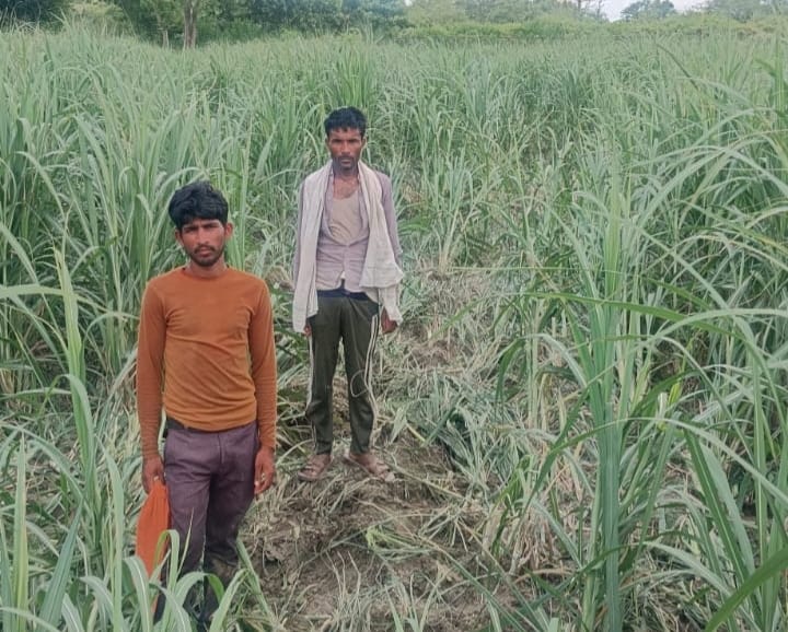 A herd of elephants destroyed 20 acres of sugarcane