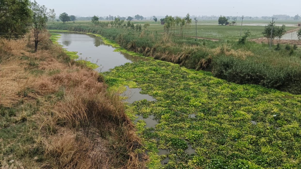 Monsoon: Water hyacinth in the Ghaggar and weak embankments of the Rangoi Nallah raise concerns