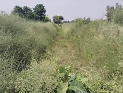Minor covered with weeds, no water coming
