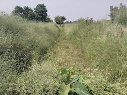 जामडिह मधुबन माइनर