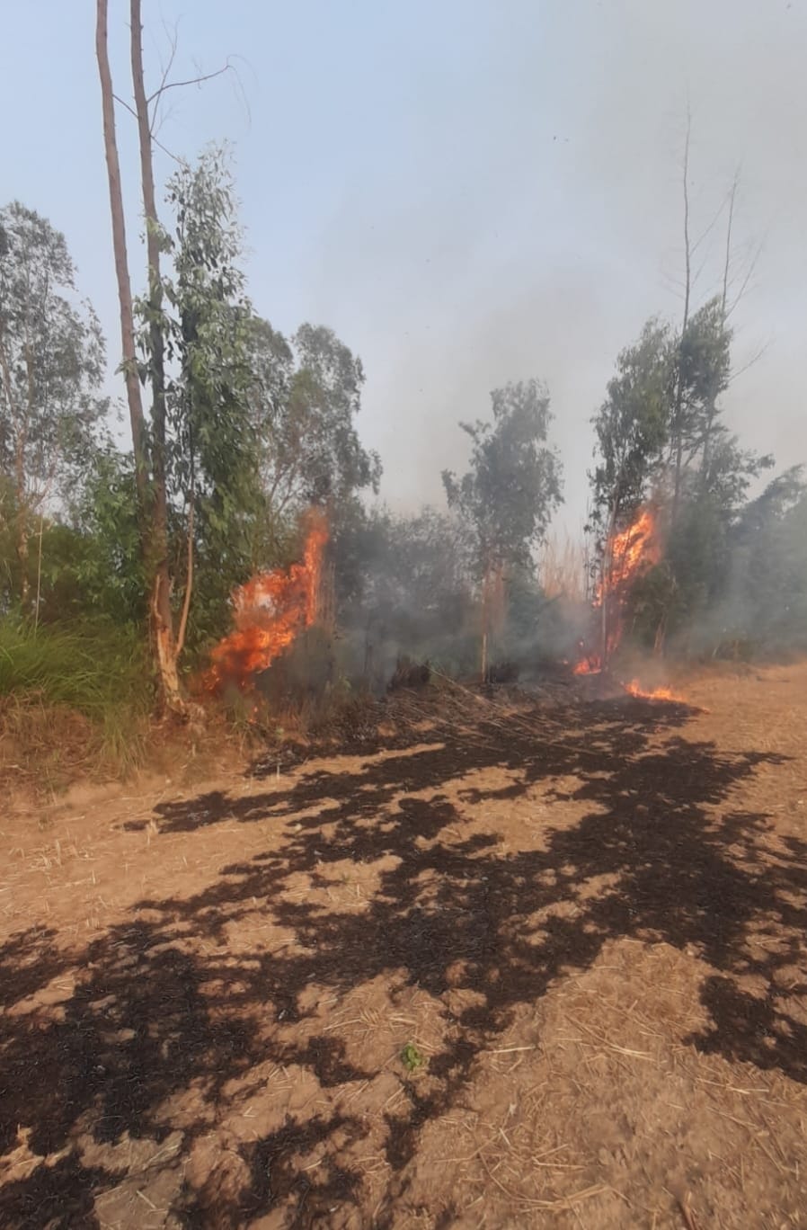 Natural disasters and human negligence have wreaked havoc on the greenery, wiping out thousands of trees.