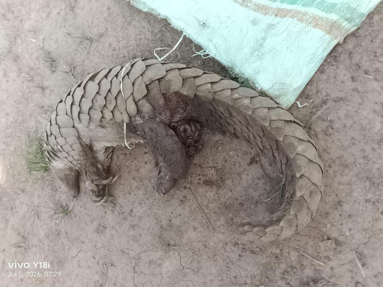 Rare pangolin arrives; forest officials release it into the wild.