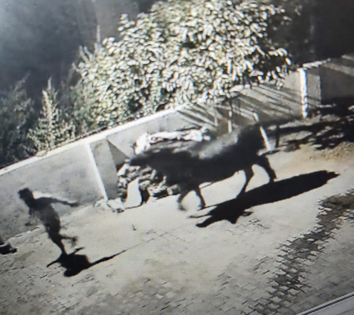 Buffalo theft in Lilodh; incident captured on CCTV.