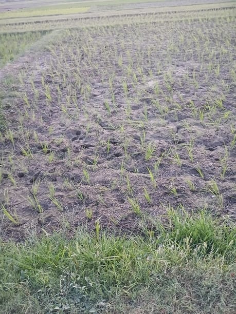 Intzar of rain, drying rice crop