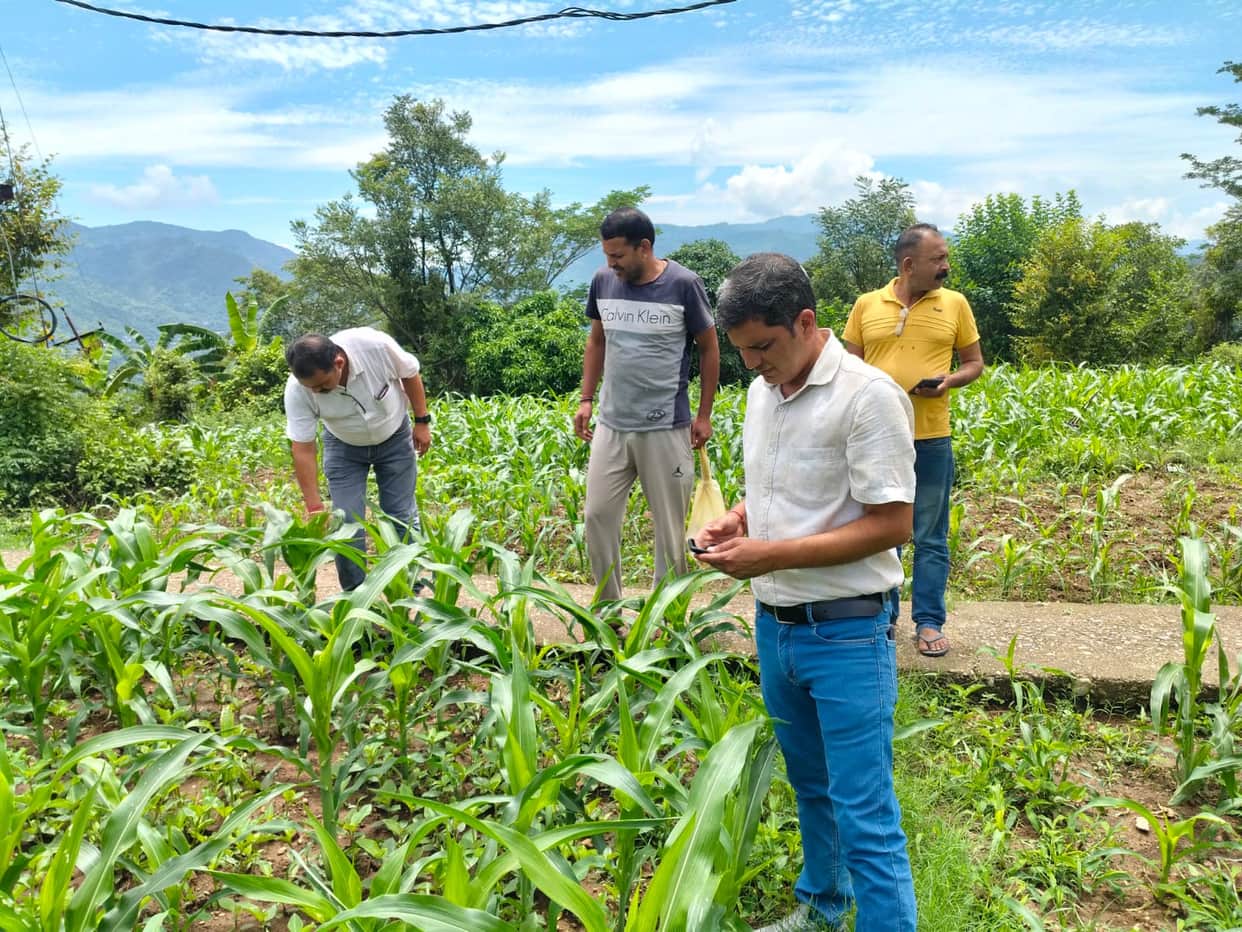 Fall Armyworm attack on the maize crop