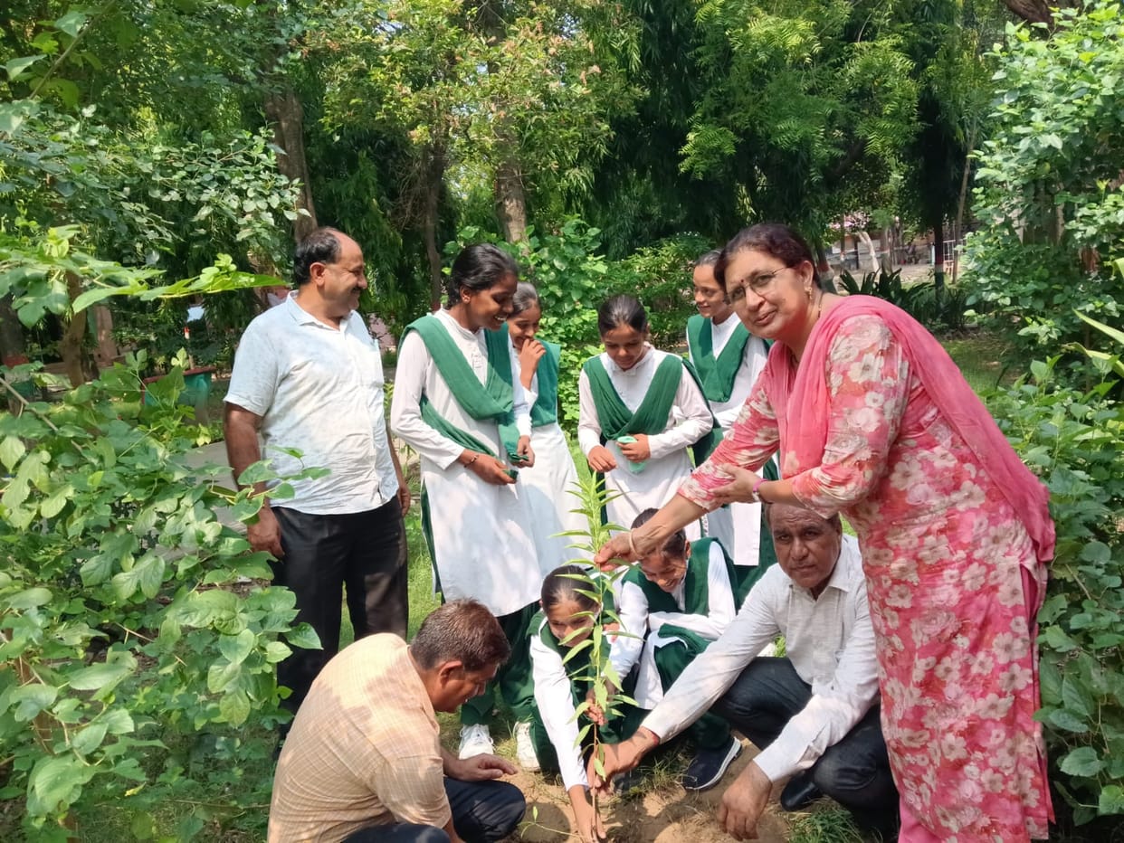 Tree plantation carried out on the school campus.
