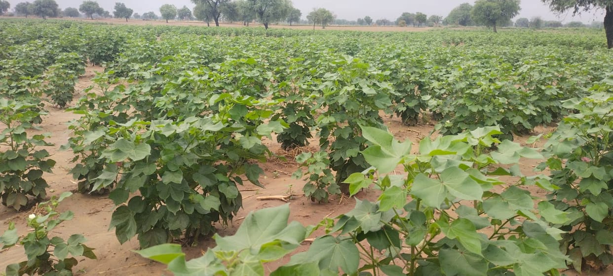 The right time for weed and pest management in early-sown pearl millet and cotton crops.