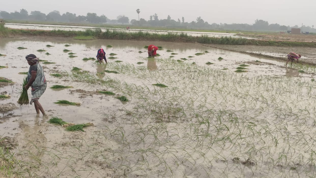 The district is witnessing a mix of light drizzle and heavy downpours, accelerating the pace of paddy transplantation.