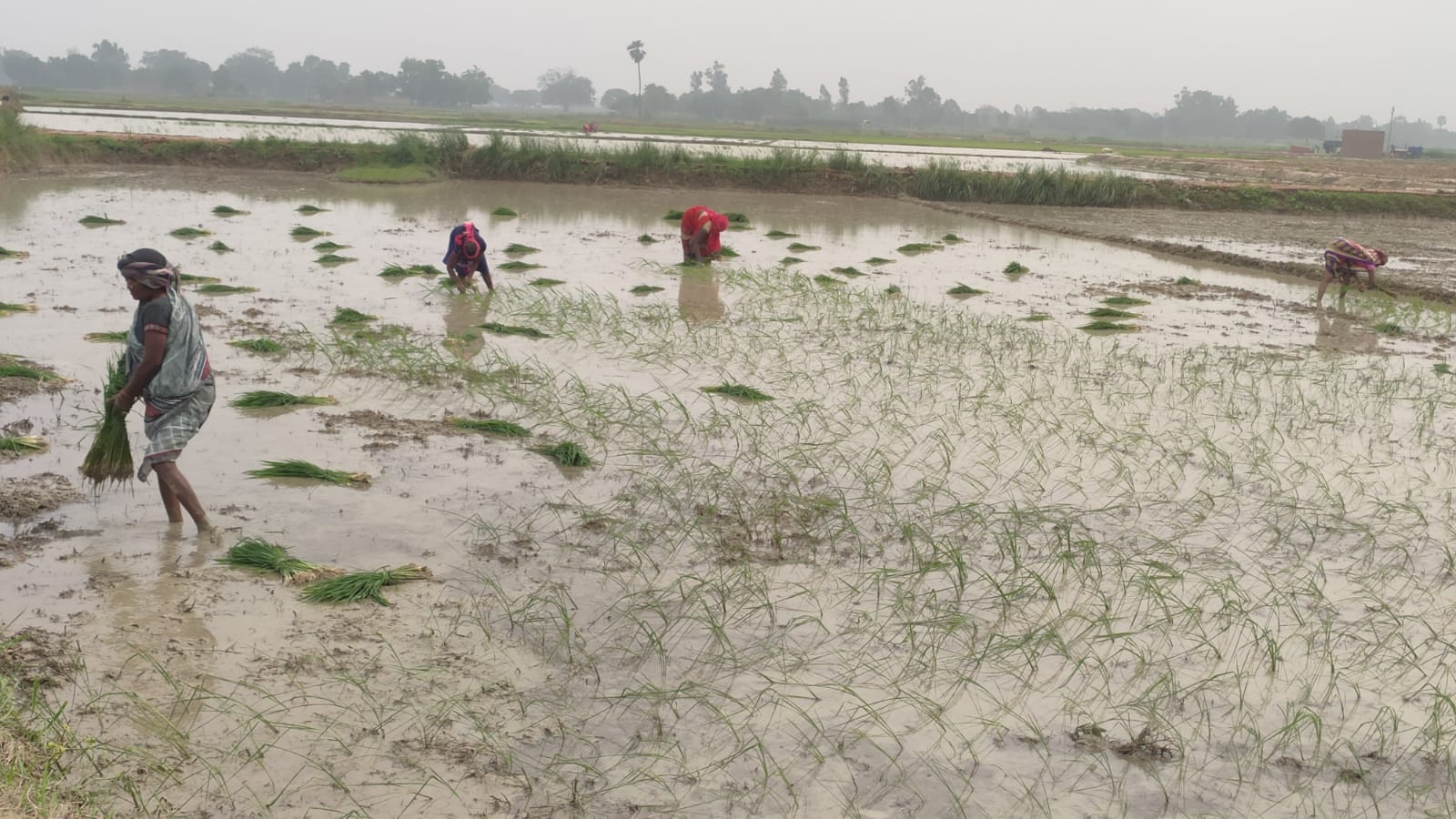 बारिश के बाद धान की रोपनी करती महिलाएं