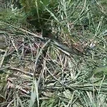 Herd of elephants wreaks havoc again, chases farmers away