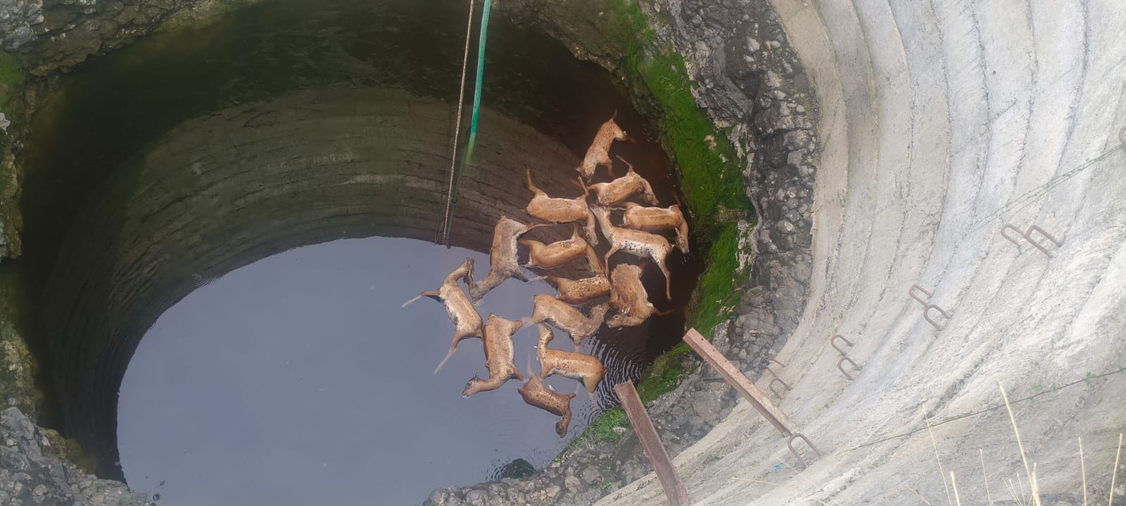 कुएं में गिरने से 13 हिरण की मौत।