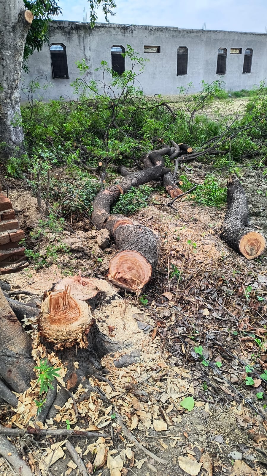 Allegation of felling green trees for road construction