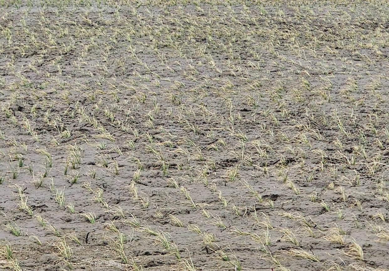 Paddy transplantation delayed due to the late arrival of the monsoon.
