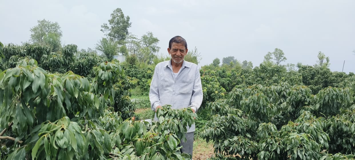 Litchi boom in Lanjhta; HP Shiva project transforms the fortunes of 54 farmers.