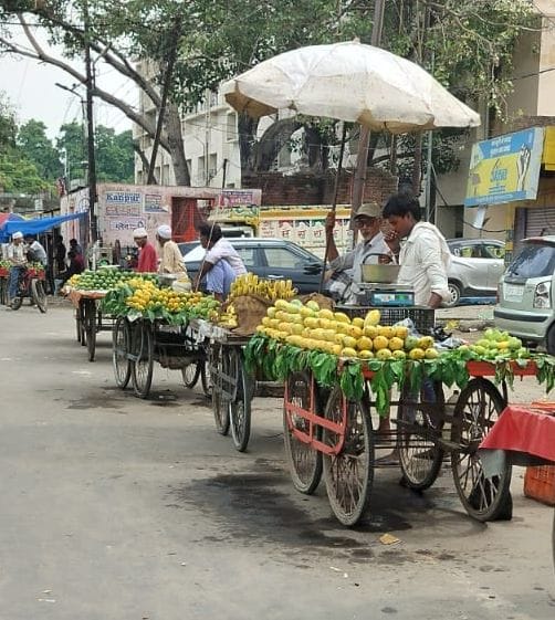 Market filled with the aroma of mangoes; Dussehri emerges as the top choice.