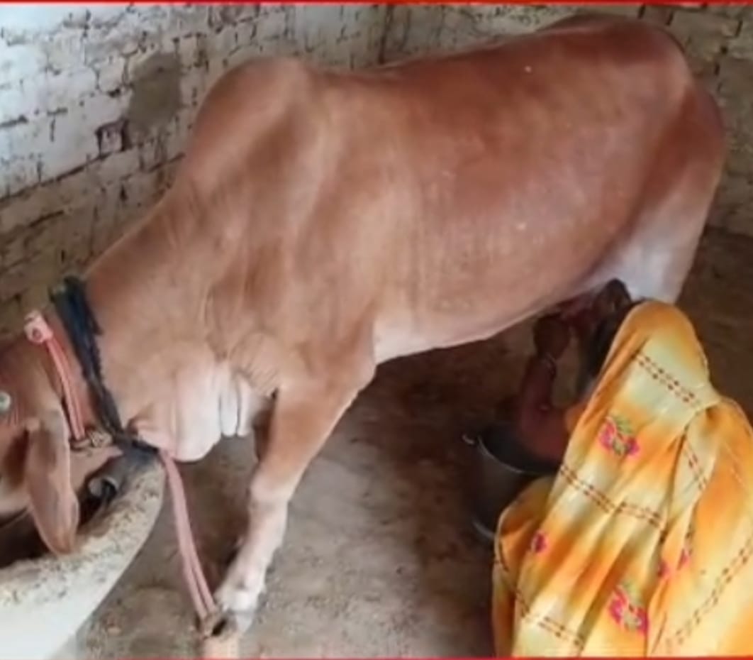 सिंगरामऊ क्षेत्र के जमऊपट्टी में बिना गर्भ बिना बच्चे के गाय दे रही दूध। स्रोत-सहयोगी