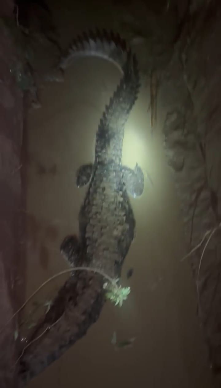 Crocodile spotted near railway crossing; villagers in a state of panic.