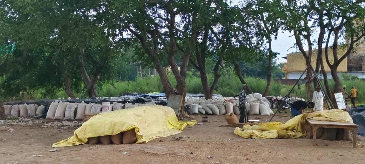 Government maize lying in the open at Atrauli Mandi; risk of damage due to rain