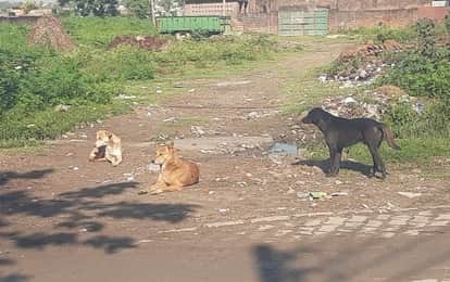 Kanpur 8 year old boy bitten by dogs in Chakeri residents of Emerald Gulistan in Jajmau also gripped by panic