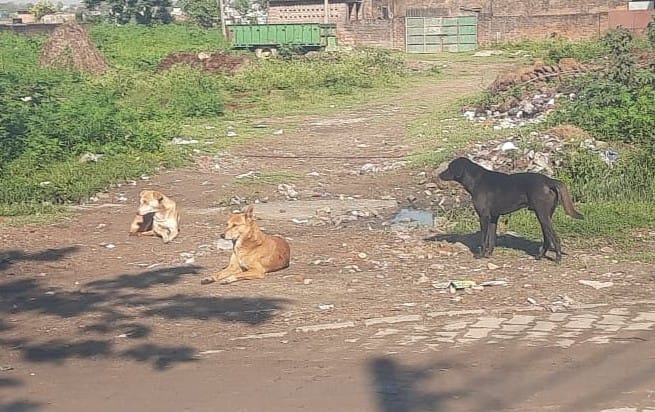 Corporation unable to find an agency for the sterilization of stray dogs