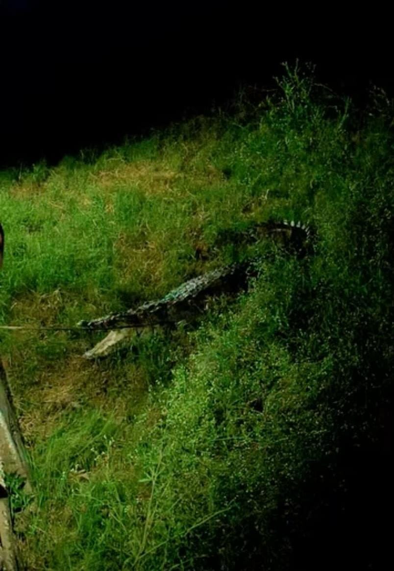 Crocodile found in graveyard rescued