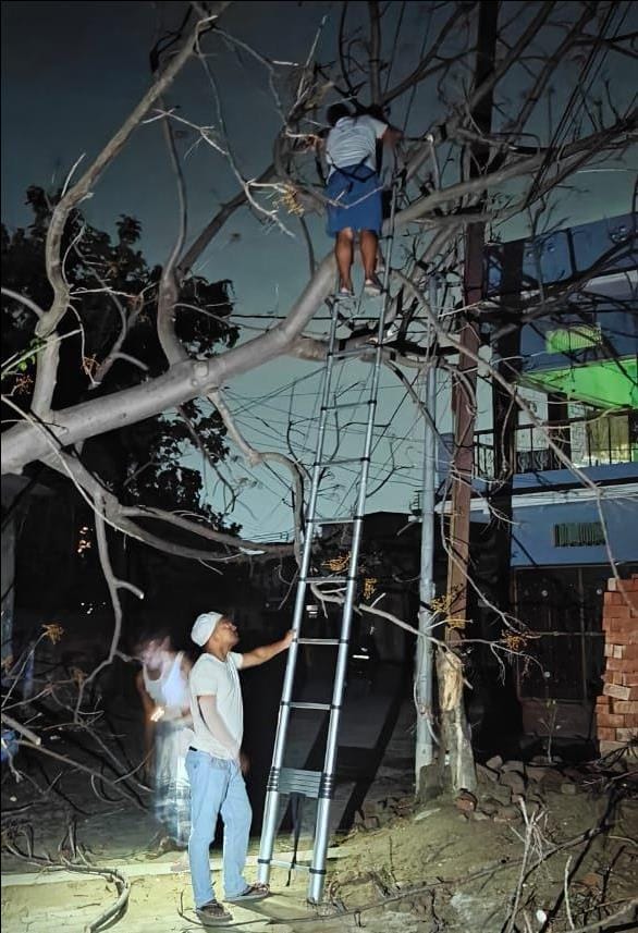 कोपागंज के पुराने कोपा में रास्ते में गिरा पेड़, मरम्मत कार्य करते बिजली कर्मी