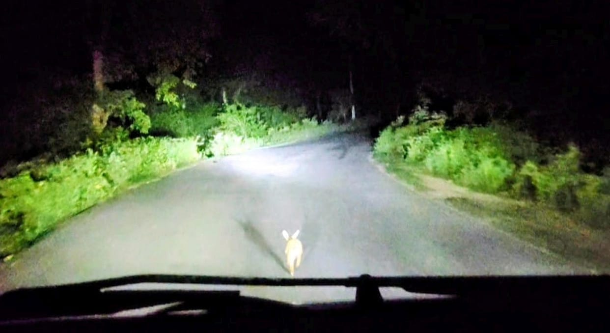 Rabbit races against vehicles, runs for a kilometer on the road.