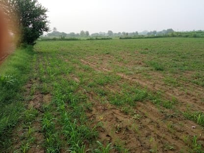 Rain is beneficial for pearl millet, cluster bean, and moong crops