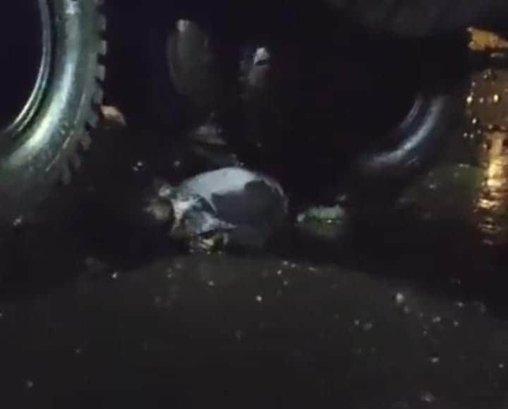 driver died after being struck by a heavy vehicle at the Kusmunda mine