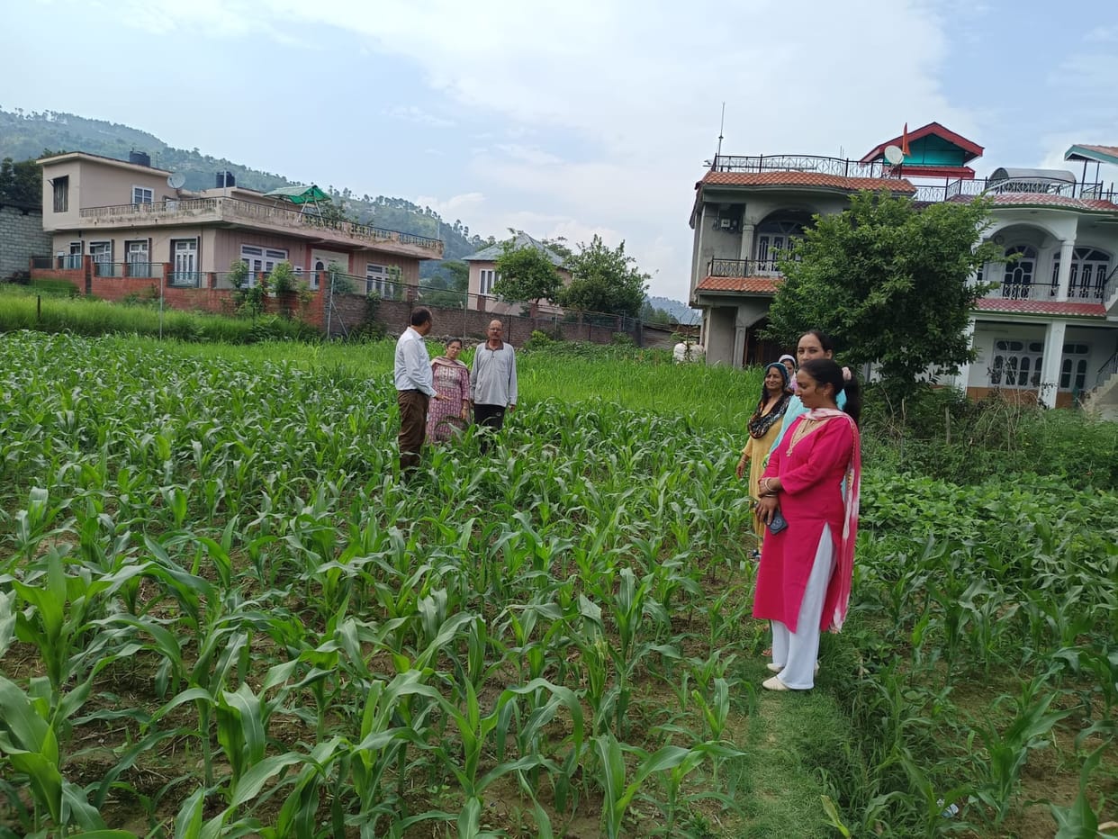 Fall Armyworm infestation on maize has increased in Bhatiyat, Salooni, and Mehla.