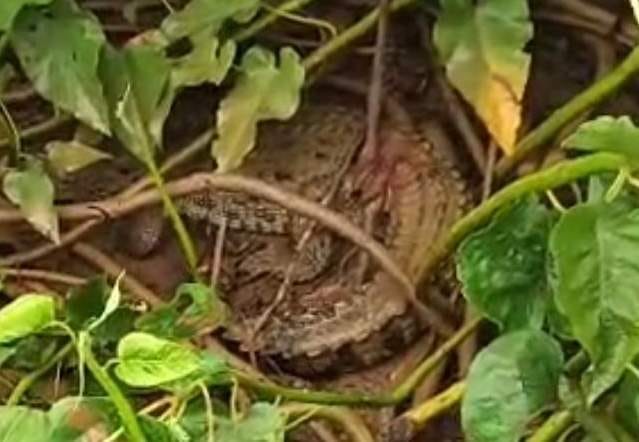 Crocodile spotted in the *bandhi* (embankment/water body) of Basauli village.