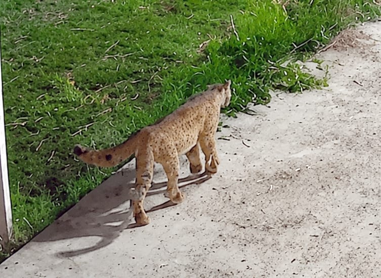 Leopard-like creature seen on CCTV, villagers panicked