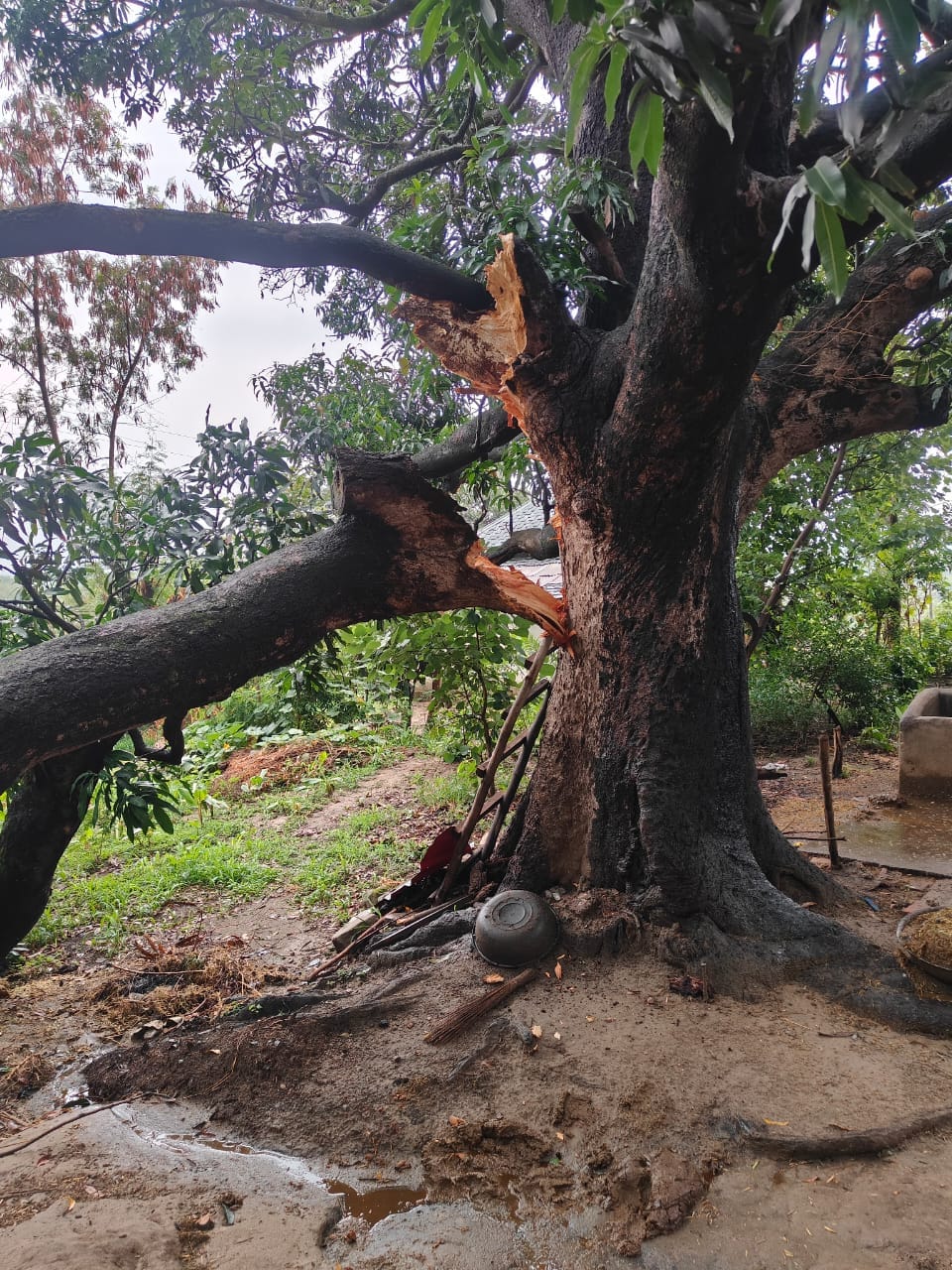 Large tree branch snaps in Suri due to storm and rain; disaster averted.