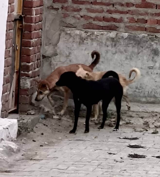 Dogs turn aggressive in the heat; 167 people bitten in a single day.