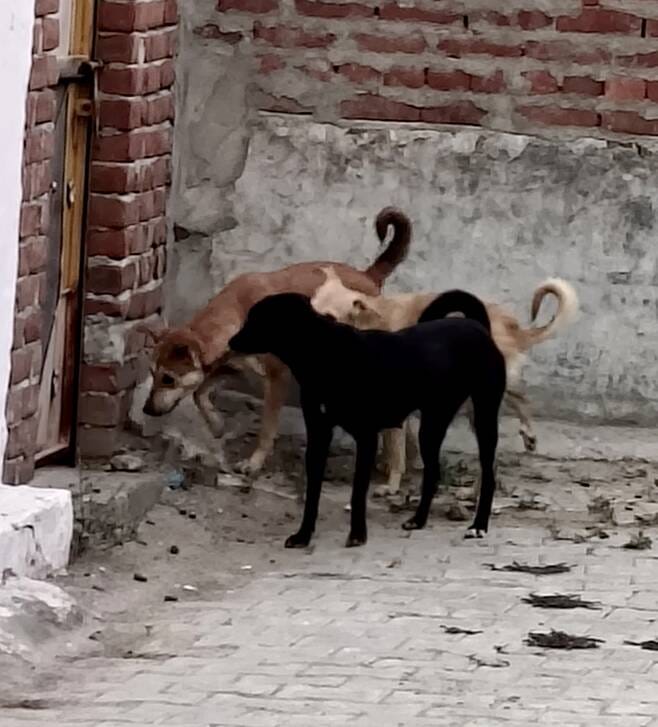 Dogs turn aggressive in the heat; 167 people bitten in a single day.